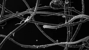 Microsplastics Microscopic