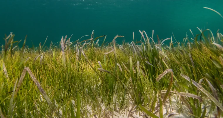 Sea Grass