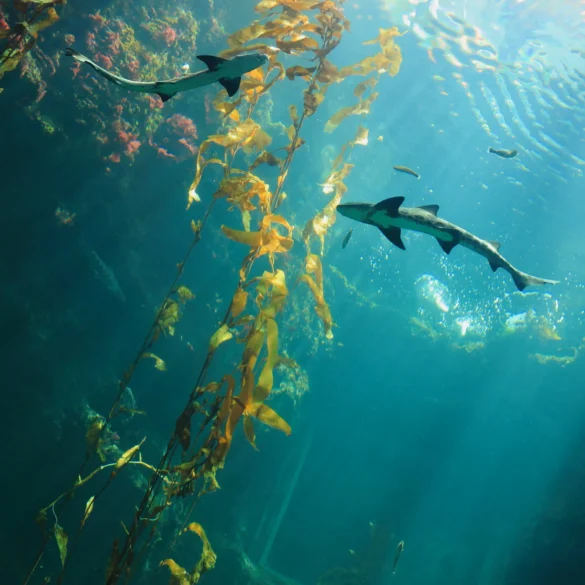 Underwater Seas Looking At Sealife