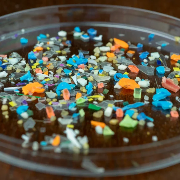Microplastics In Petridish