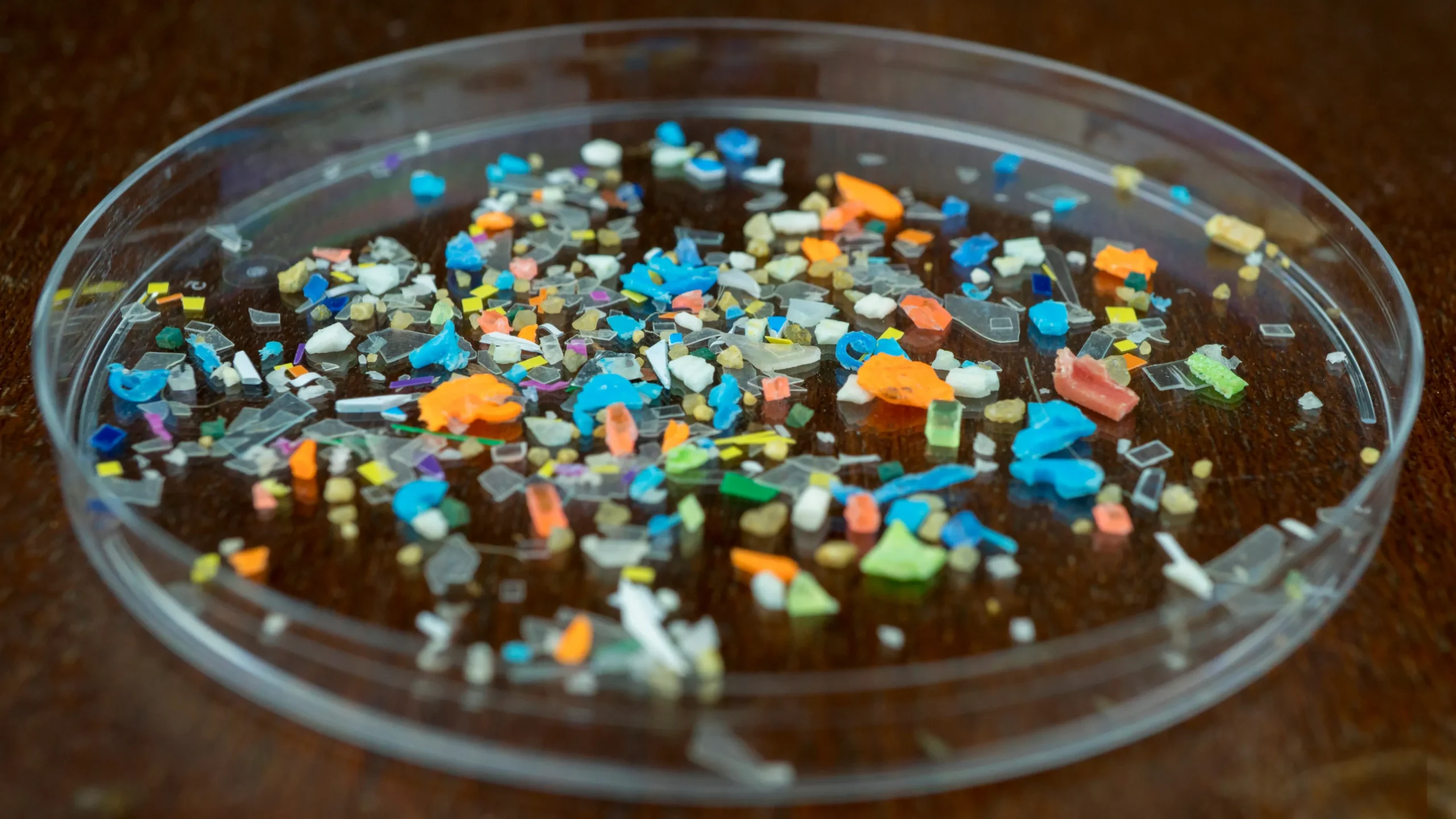 Microplastics In Petridish